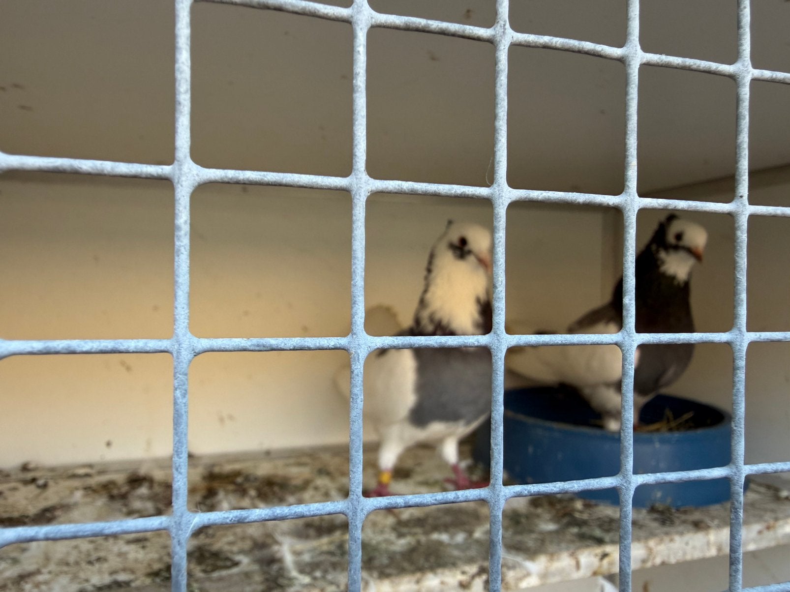 vast koppel Iraanse hoogvliegers te koop, Meerdere dieren, Geringd