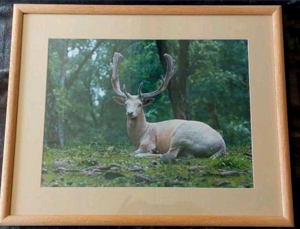 Damhert (foto) ... in Barth wissellijst van 40x50 cm ...., Ophalen of Verzenden