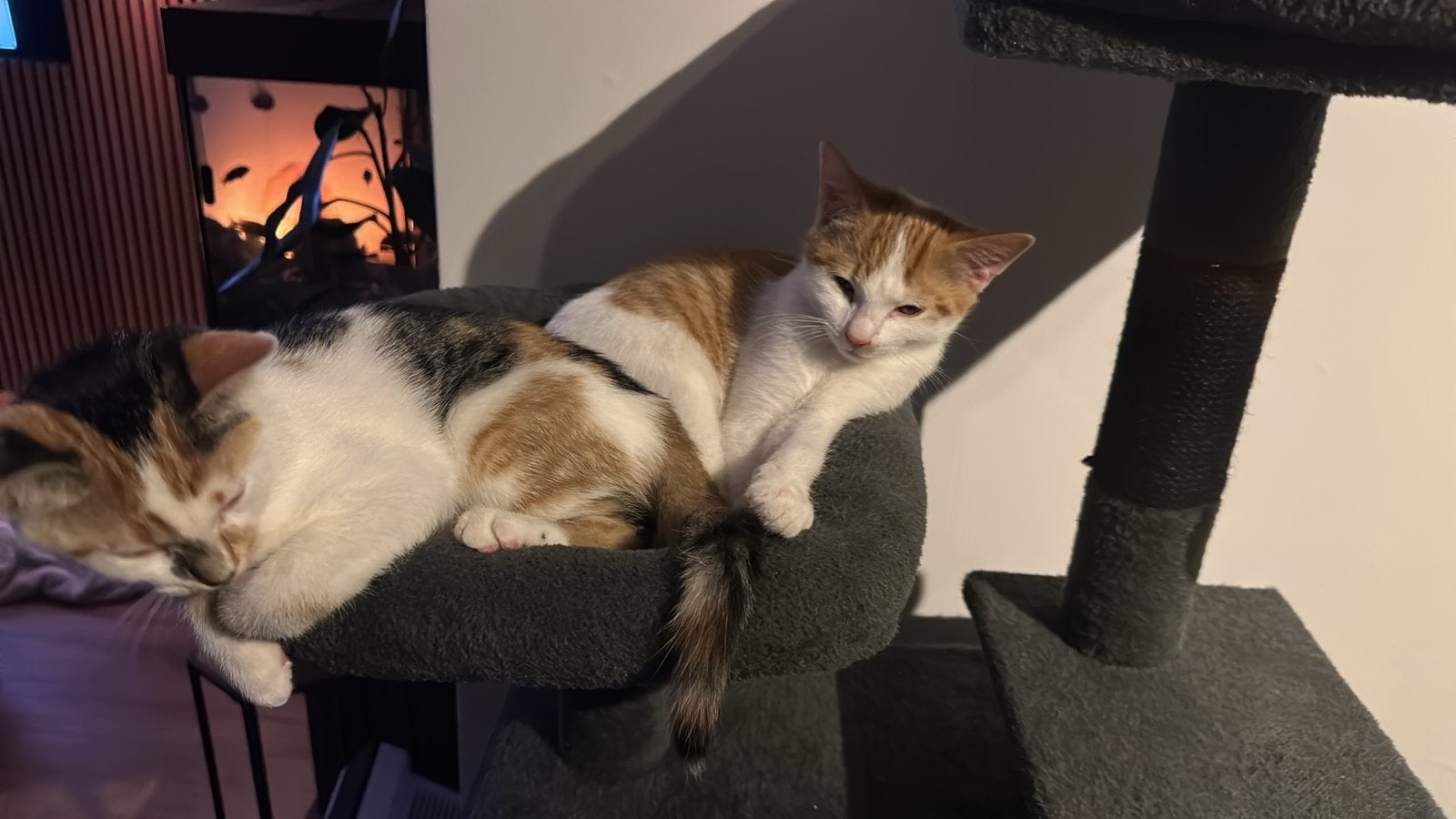 Lieve kittens zoeken een goud mandje, Dieren en Toebehoren, 0 tot 2 jaar