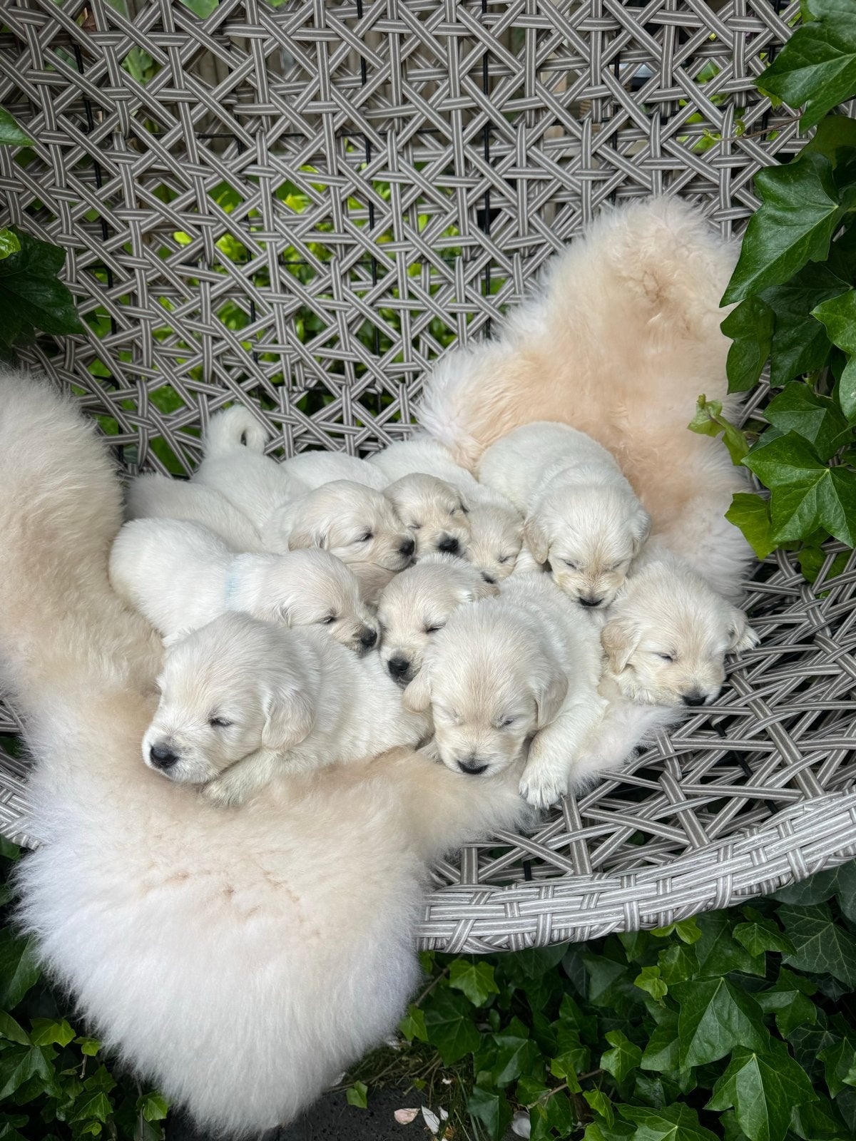 Golden Retriever pups - nog enkele beschikbaar, Golden retriever, 8 tot 15 weken, Parvo, Meerdere