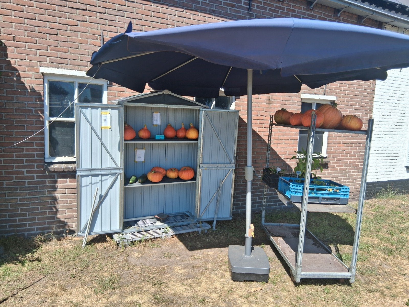 pompoenen te koop, Ophalen