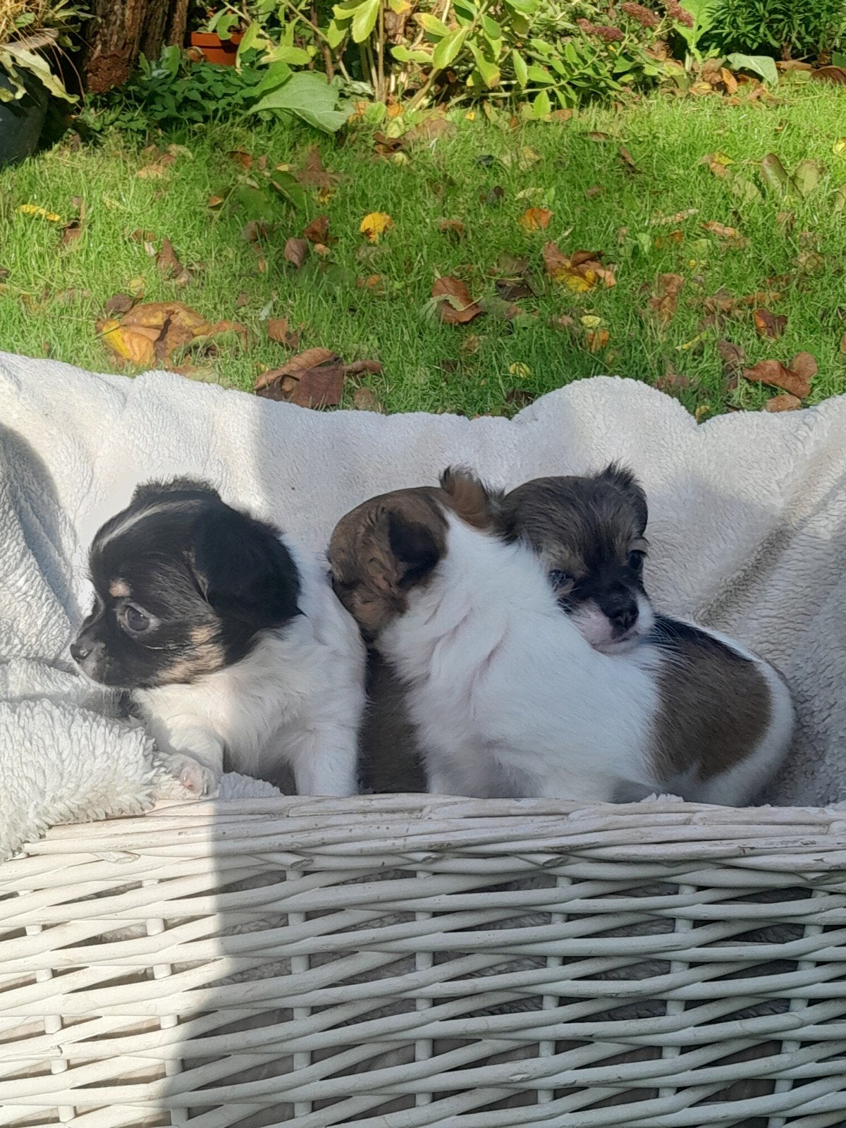 chihuahua pups, 8 tot 15 weken, Meerdere, Meerdere dieren, Chihuahua