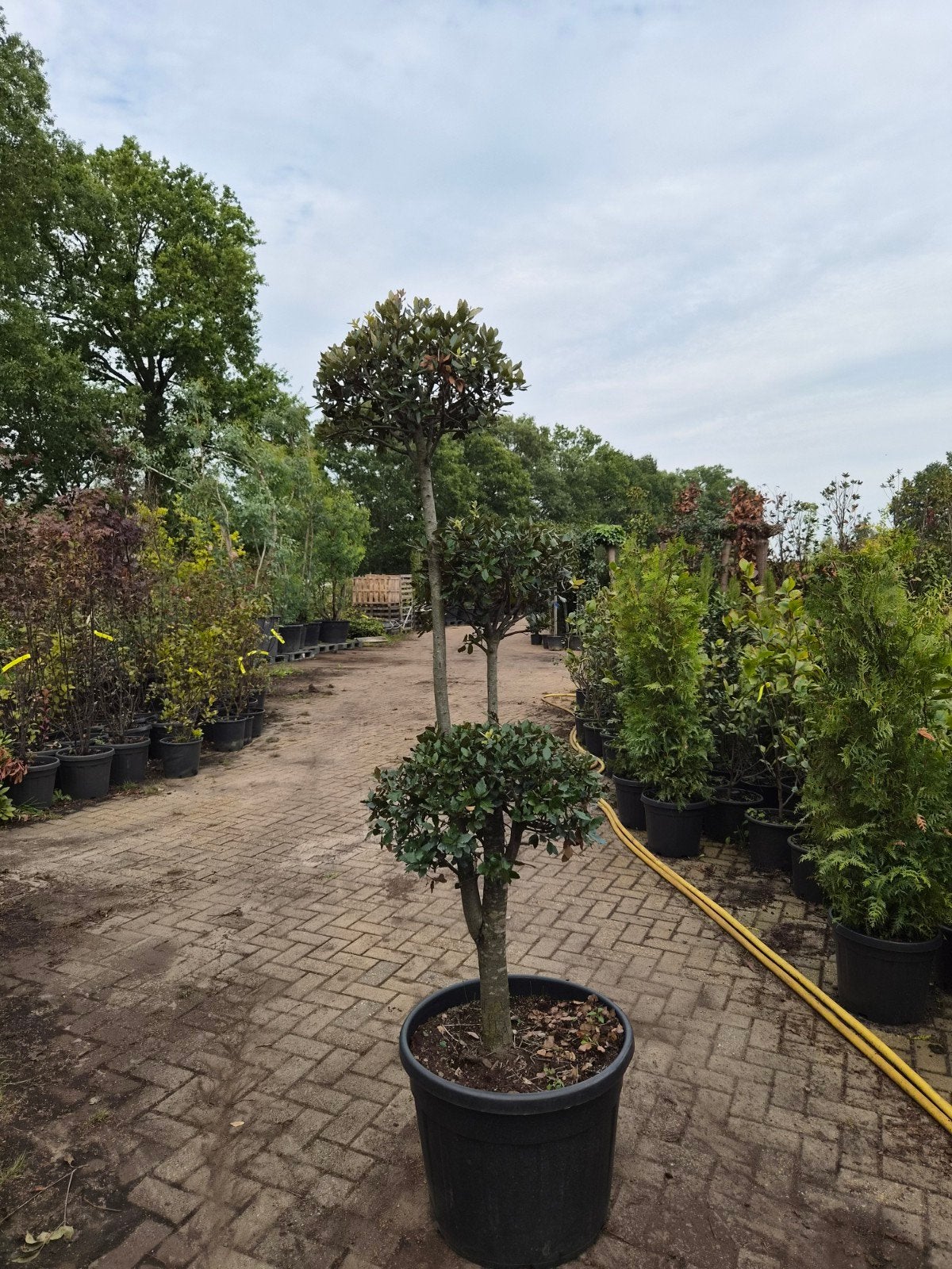 Quercus Ilex Bonsai - Steeneik Bonsai, Overige soorten, Volle zon, Vaste plant, Ophalen of Verzenden