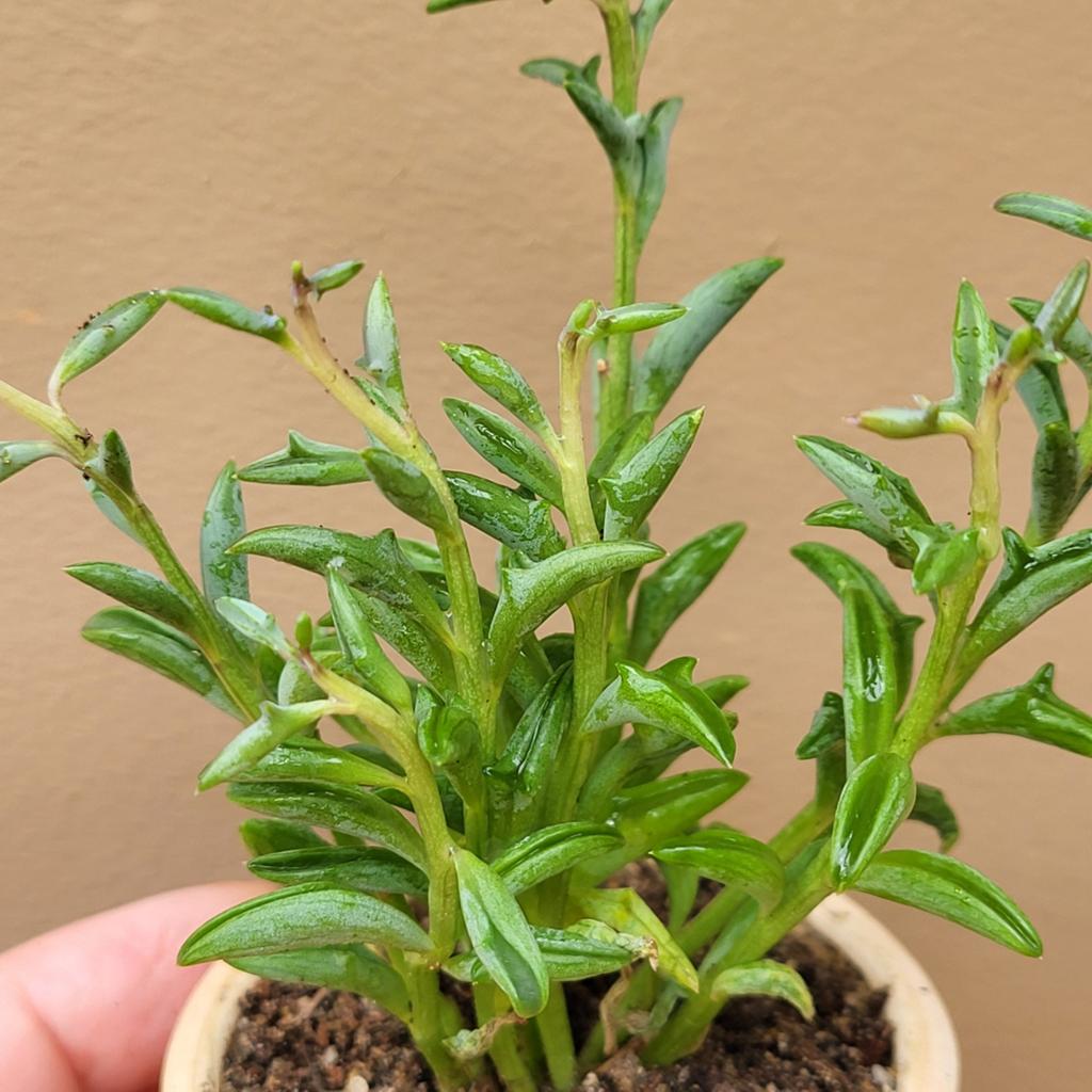 Senecio Peregrinus String of Dolphins Hangplant, Huis en Inrichting, Kamerplanten, Verzenden, Vetplant, Halfschaduw, Minder dan 100 cm