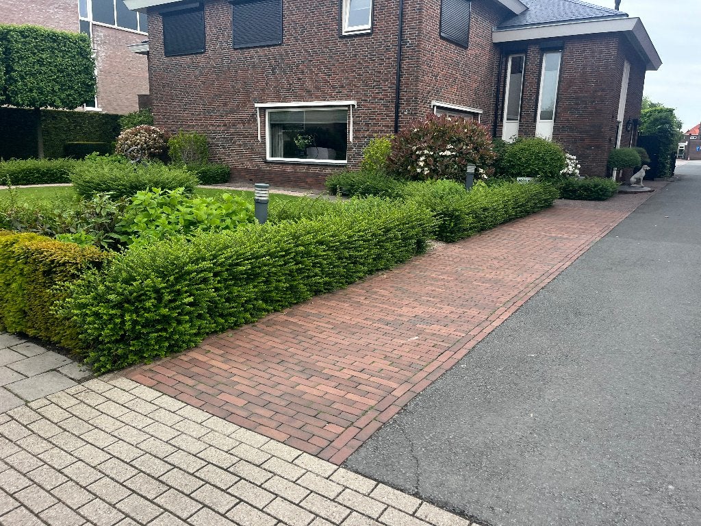 Lonicera Maigrun - Buxus vervanger, haag of vakbeplanting, Ophalen, Overige soorten, Haag, Minder dan 100 cm