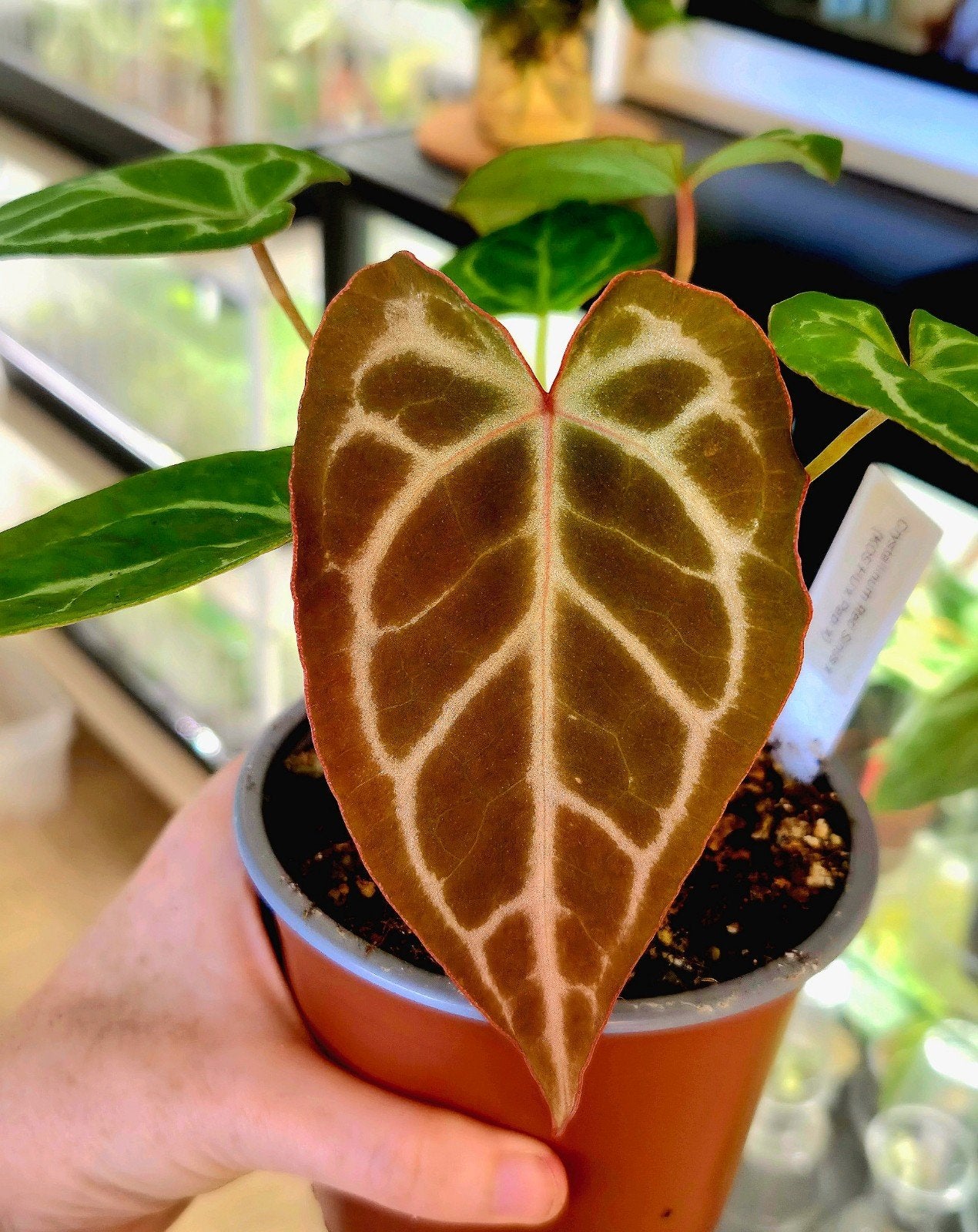 Anthurium Crystallinum x Red Spider x Forgetii Dark Form, Verzenden, Halfschaduw, Minder dan 100 cm
