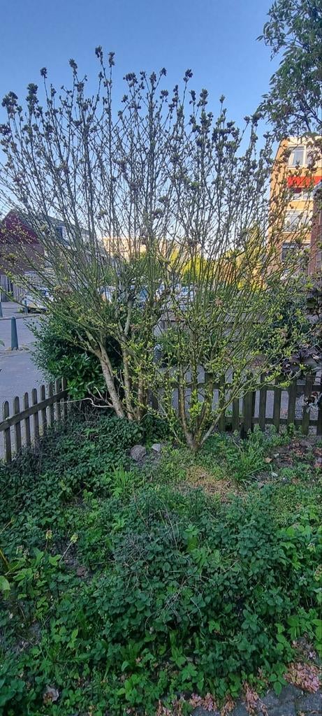 Direct zelf op te halen in Rotterdam, Tuin en Terras, Planten | Bomen, Overige soorten, 100 tot 250 cm, Zomer, Ophalen