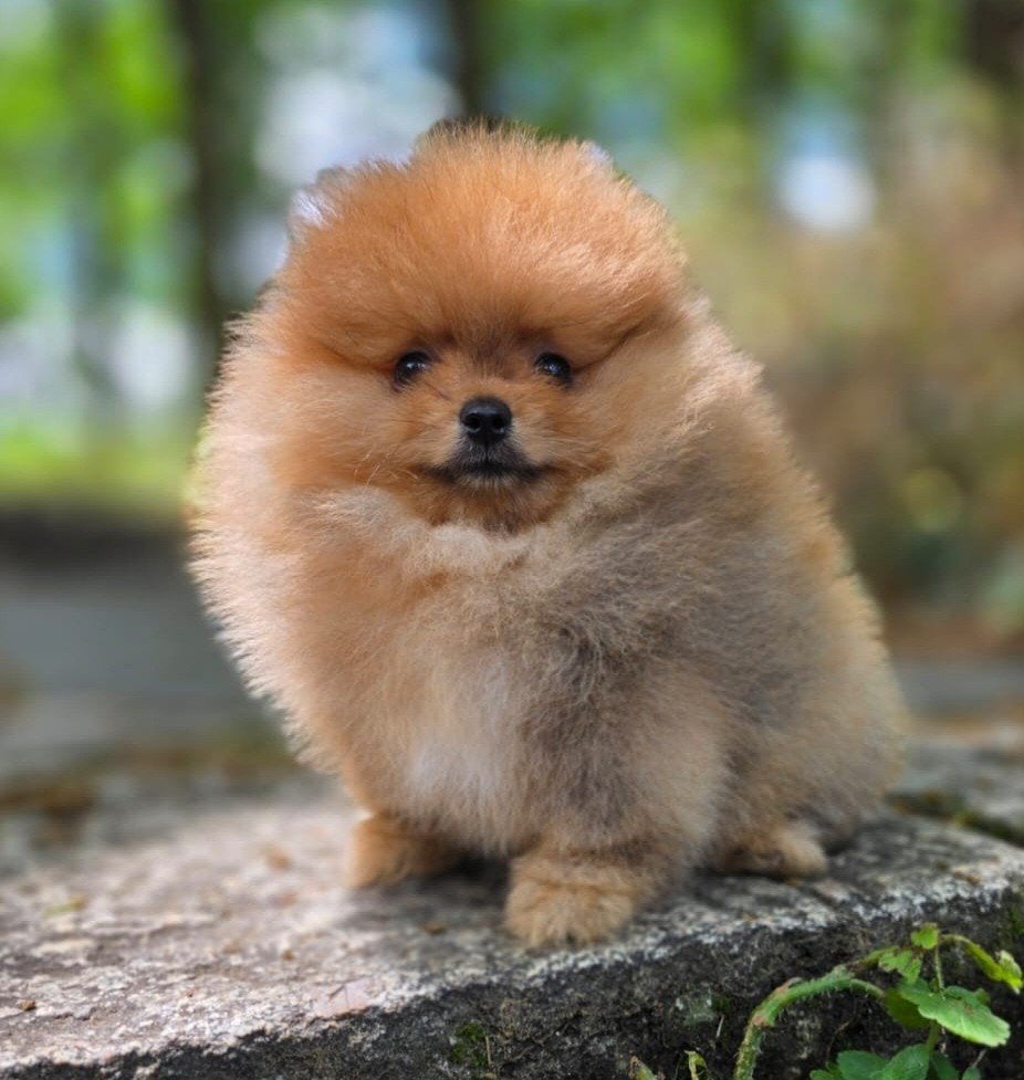 Pomeriaan pup, Particulier, 15 weken tot 1 jaar, Buitenland, Eén hond