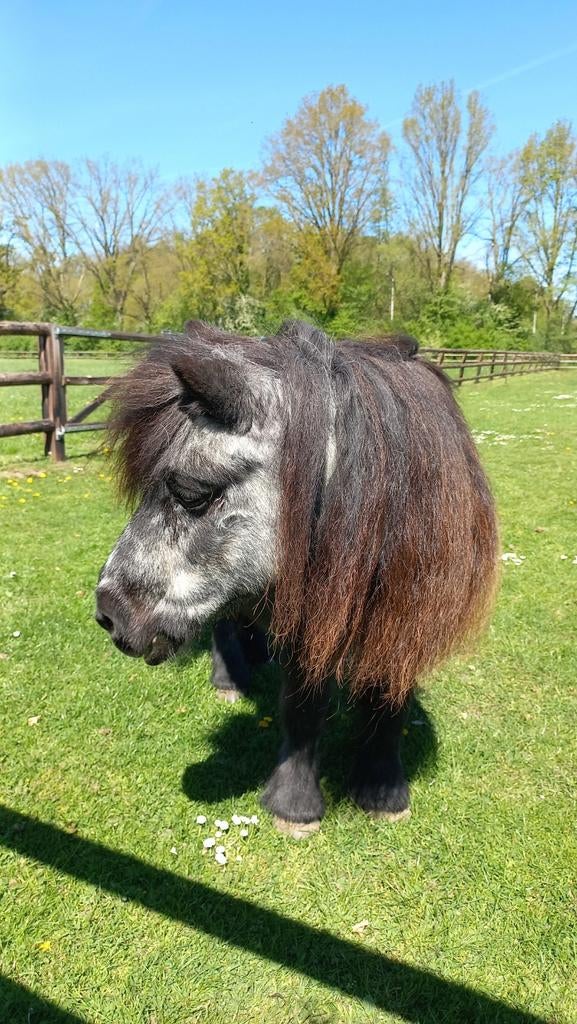Lief weidemaatje gezocht