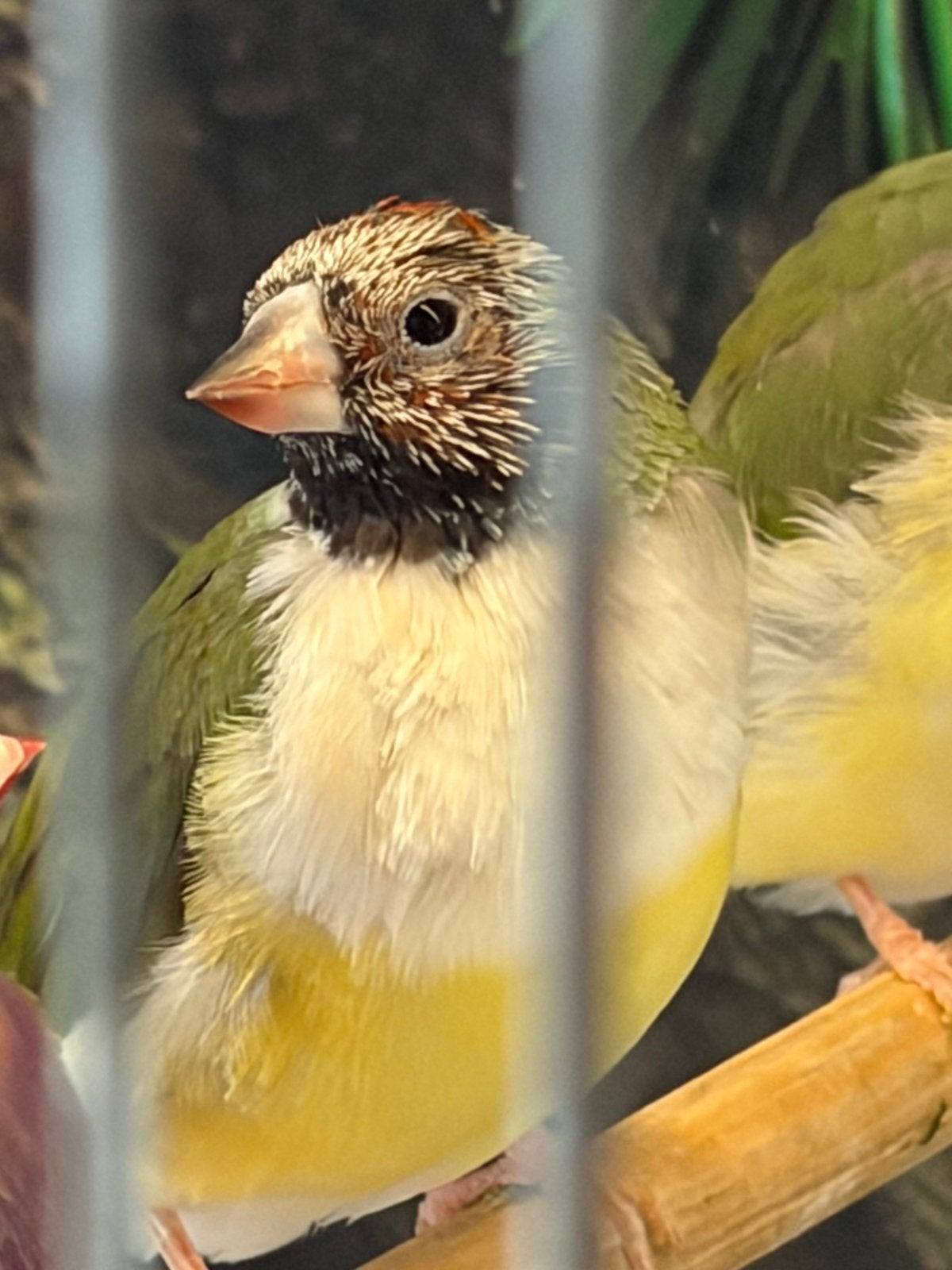 Gouldamadine man, Mannelijk, Tropenvogel, Geringd