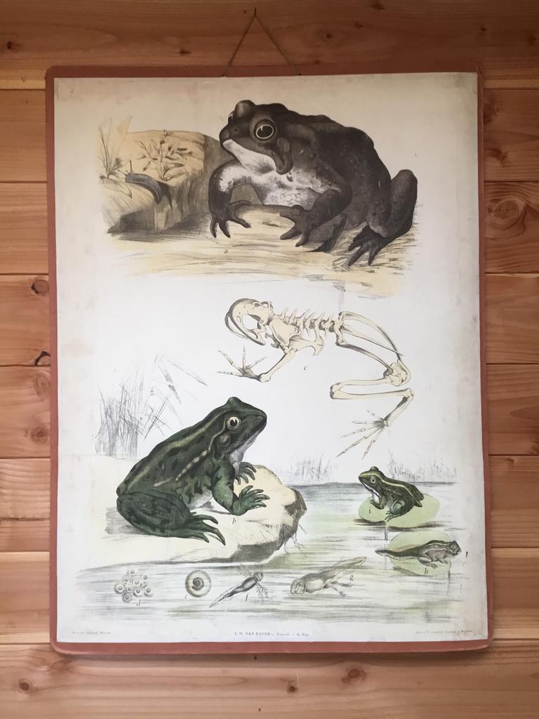 Oude schoolplaat van de kikker., Ophalen, Zo goed als nieuw, Schilderij, 75 cm of meer