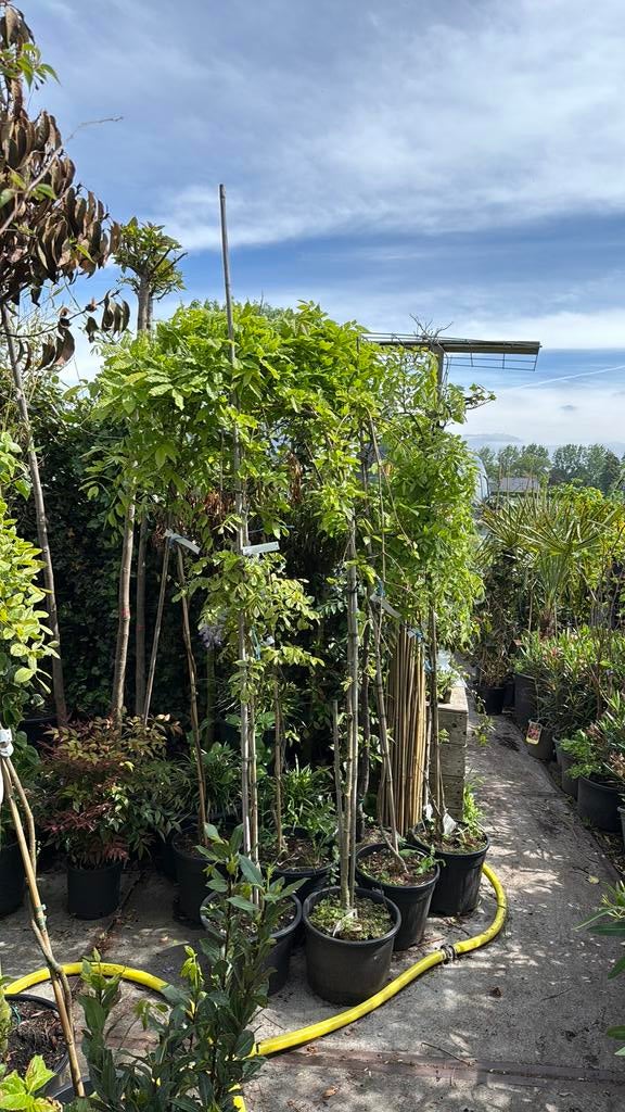 Wisterias gezien blauw geente plant op stam gezien op tv, Tuin en Terras, Ophalen, Volle zon, Vaste plant, Klimplanten