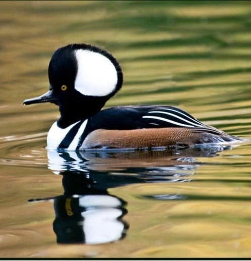 watervogels /siereenden, Dieren en Toebehoren, Meerdere dieren, Eend