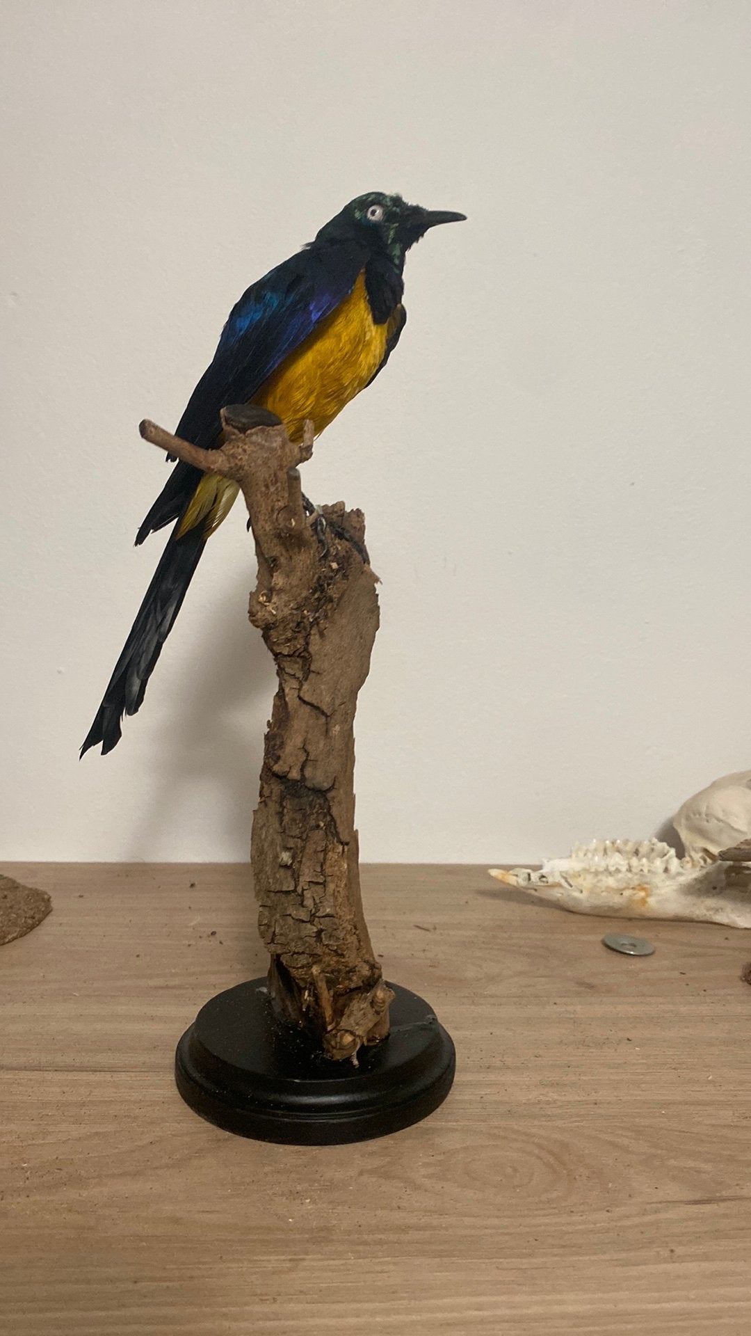 Opgezette vogel dieren taxidermie, Ophalen of Verzenden, Zo goed als nieuw, Vogel, Opgezet dier
