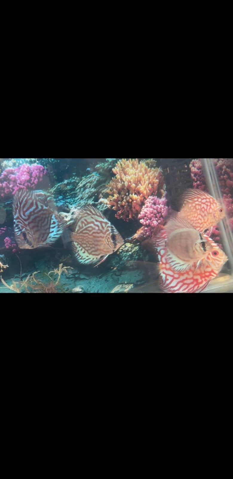 Discusvissen groep, Dieren en Toebehoren, Vis