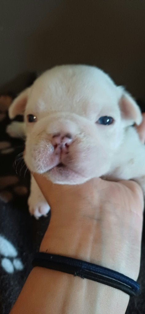 Engelse x franse bulldog puppys, België, Particulier, 8 tot 15 weken, Bulldog