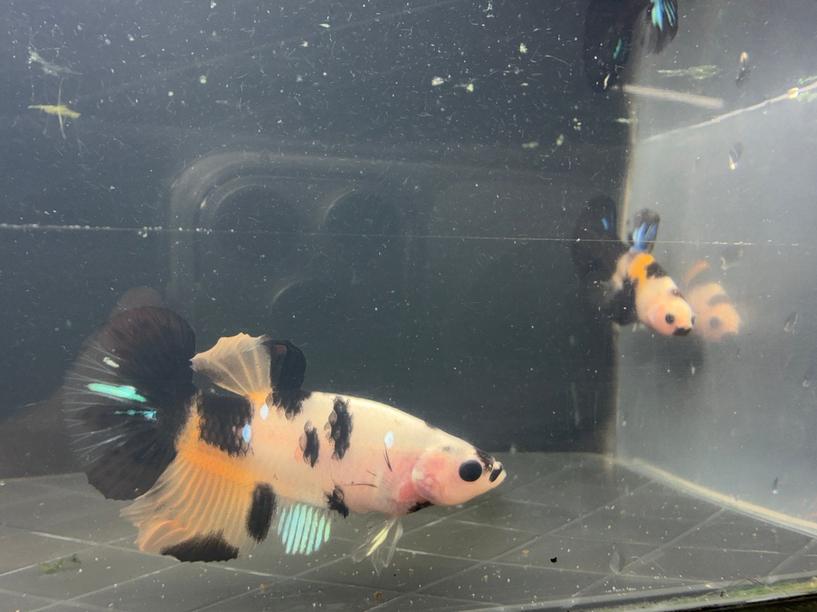 beautiful betta fish males, Dieren en Toebehoren