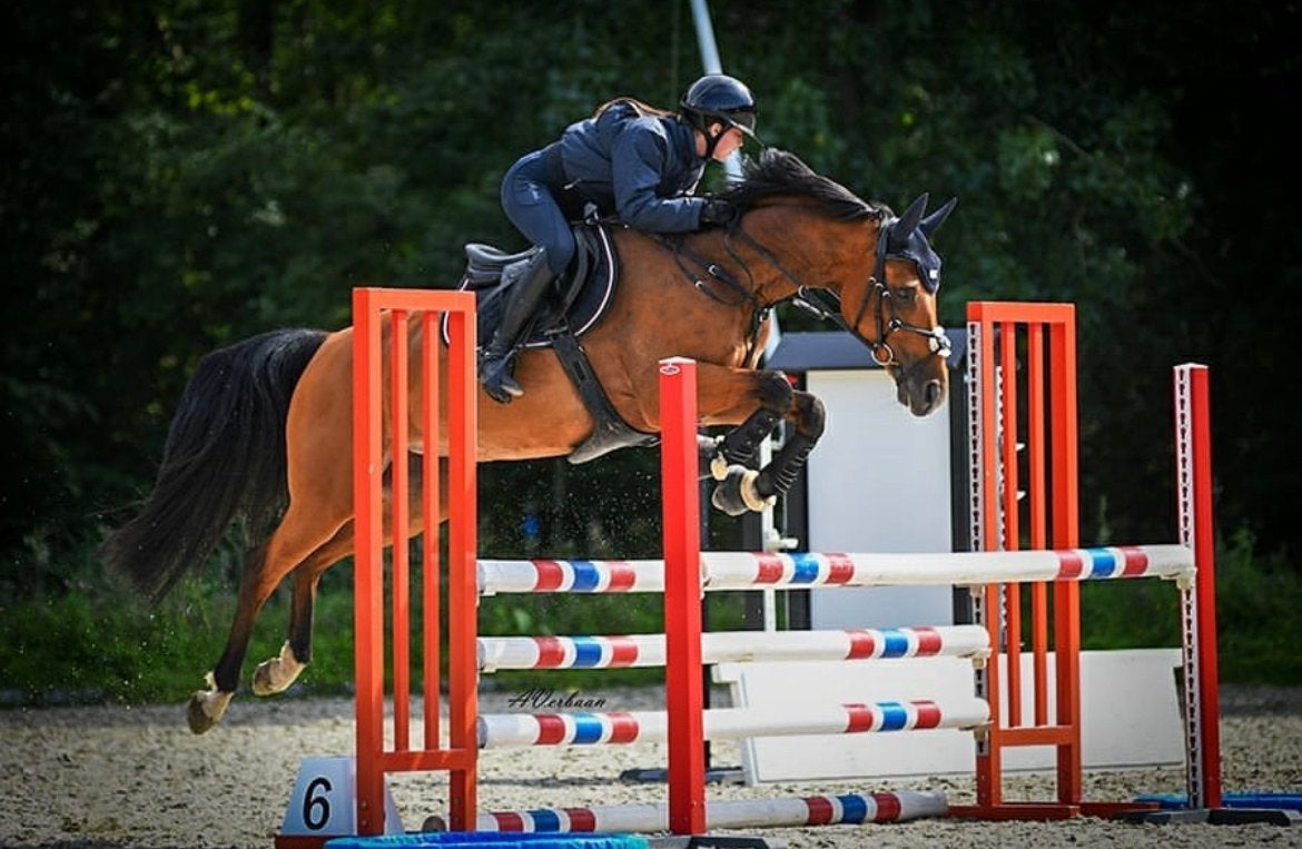Gedreven leerpaard Allrounder, Dieren en Toebehoren, Paarden, Merrie