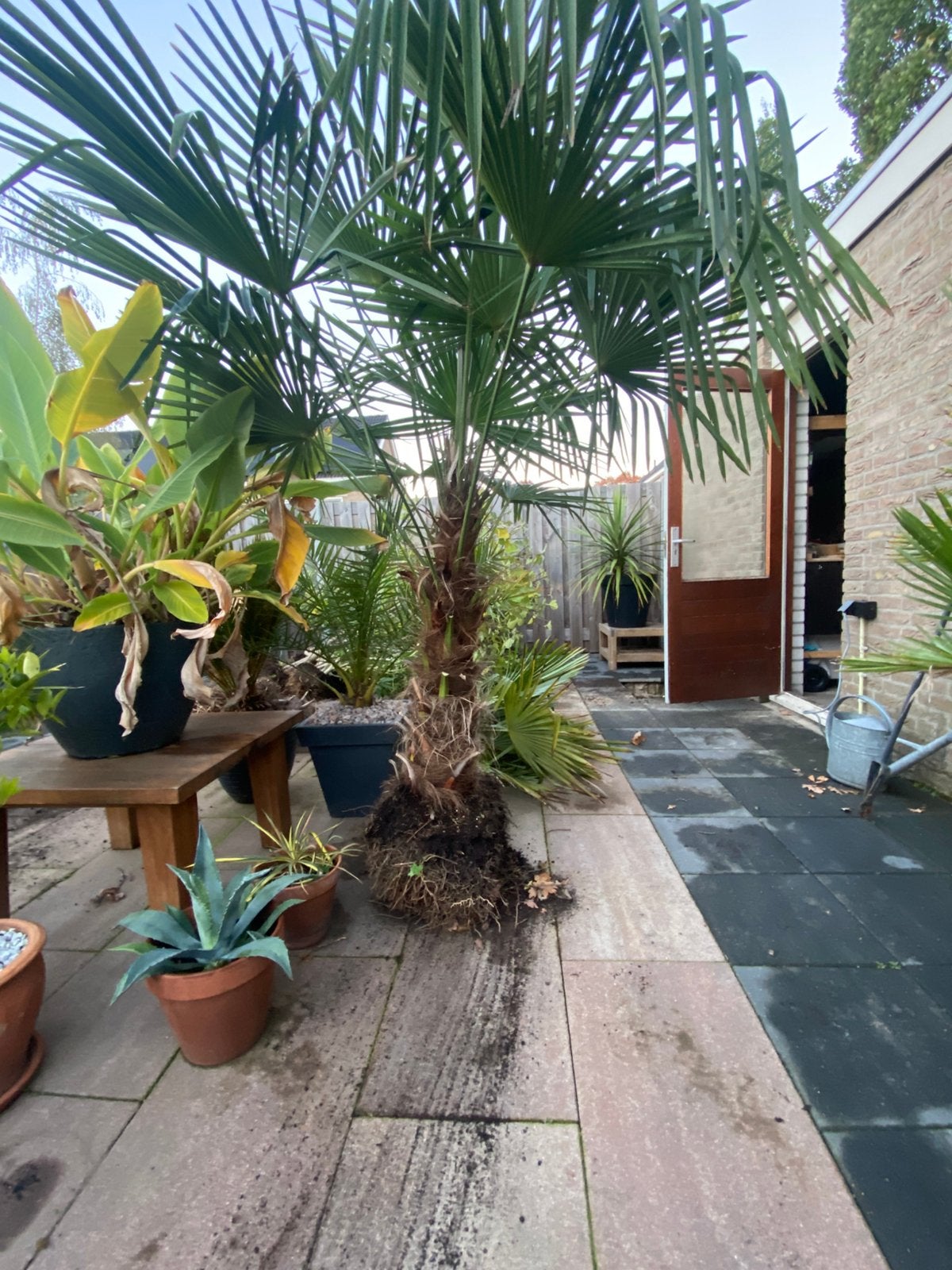 Trachicarpus fortenei 3stuks, Tuin en Terras, Ophalen, Volle zon, Overige soorten, 100 tot 250 cm