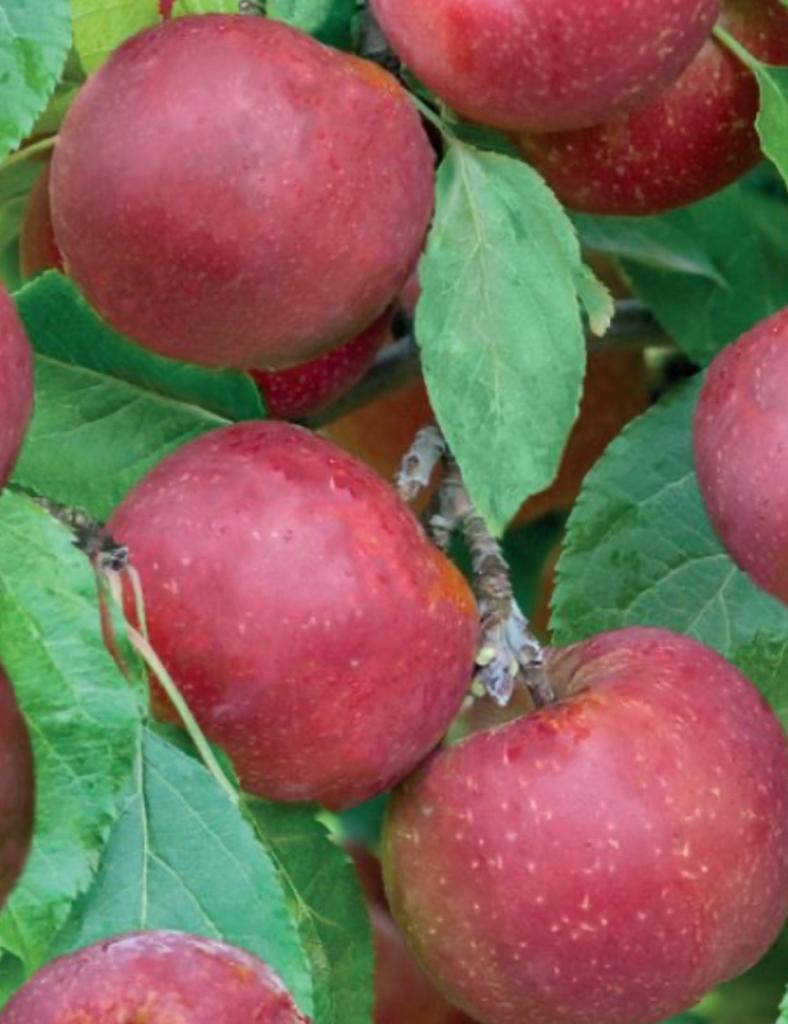 Fruit leibomen voor fruit uit eigen tuin, Ophalen of Verzenden, Lente, Volle zon, Overige soorten