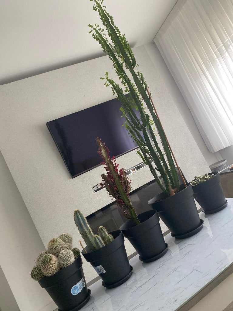Diverse Cactus planten, Ophalen, 100 tot 150 cm, In pot, Cactus