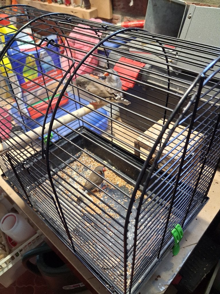 Vogel 3st jonge zebravinkjes, Dieren en Toebehoren, Meerdere dieren, Tropenvogel