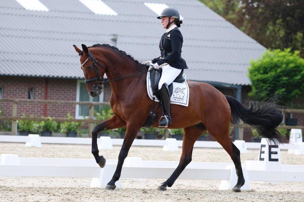 Aansprekende Z2 dressuur merrie, Dieren en Toebehoren, Paarden, Merrie, ZZ, Met stamboom, Dressuurpaard