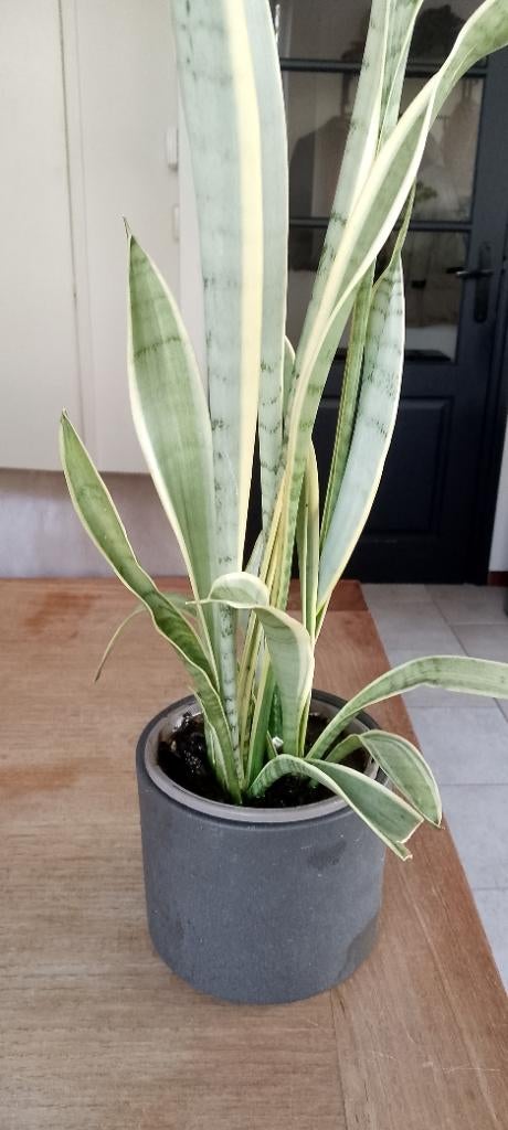 Sanseveria plant, Huis en Inrichting, Kamerplanten, Ophalen, Vetplant, Halfschaduw, Minder dan 100 cm