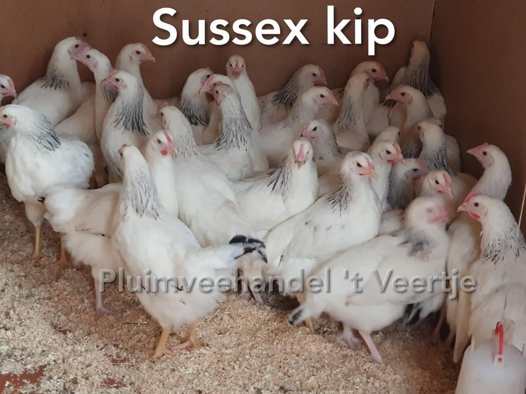 Jonge legkippen leghennen kippen red island sussex koekoek, Vrouwelijk, Kip