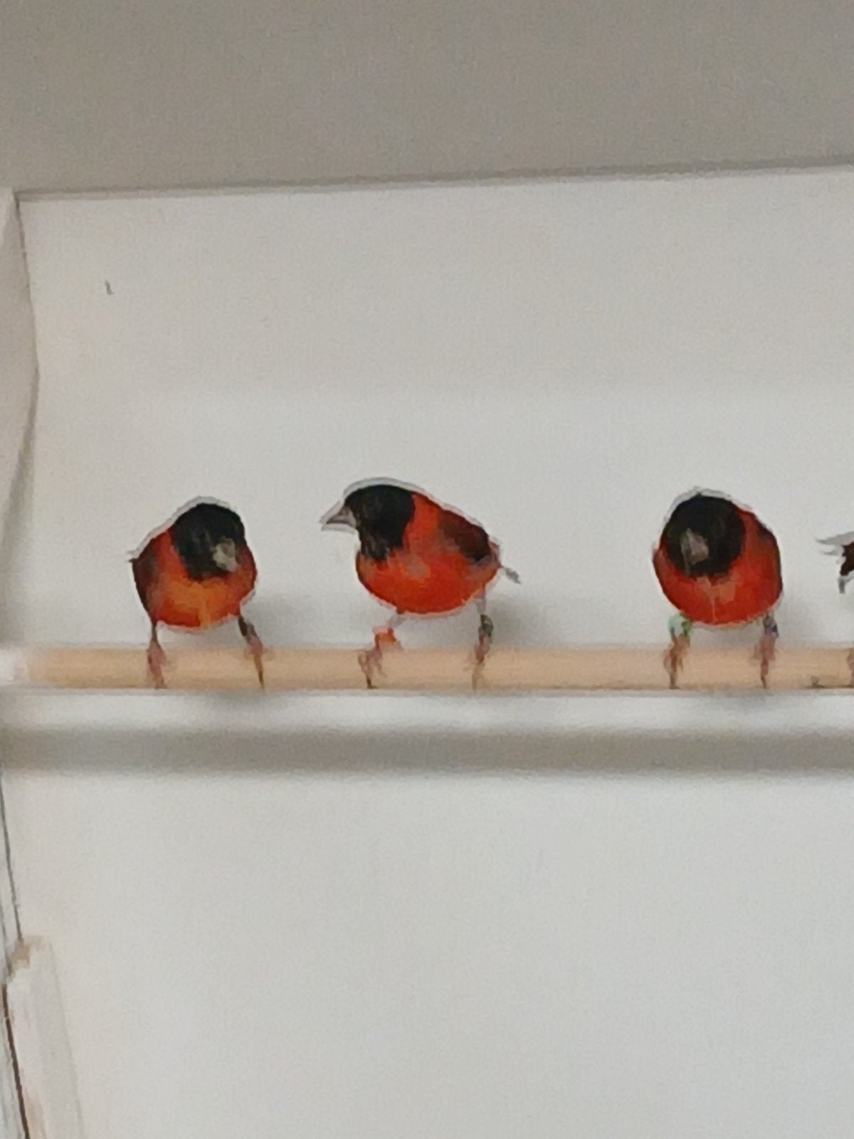 te koop kapoetesijs  2026, Dieren en Toebehoren, Mannelijk