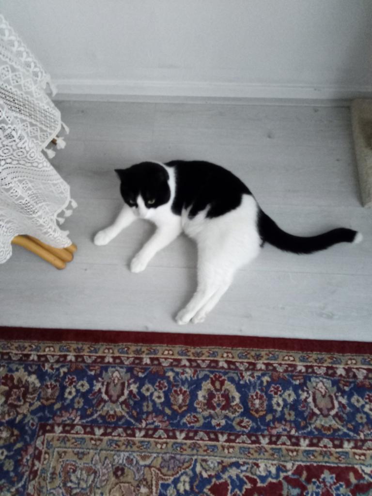 Leuke en liefdevolle kat met veel energie, Dieren en Toebehoren, Kater