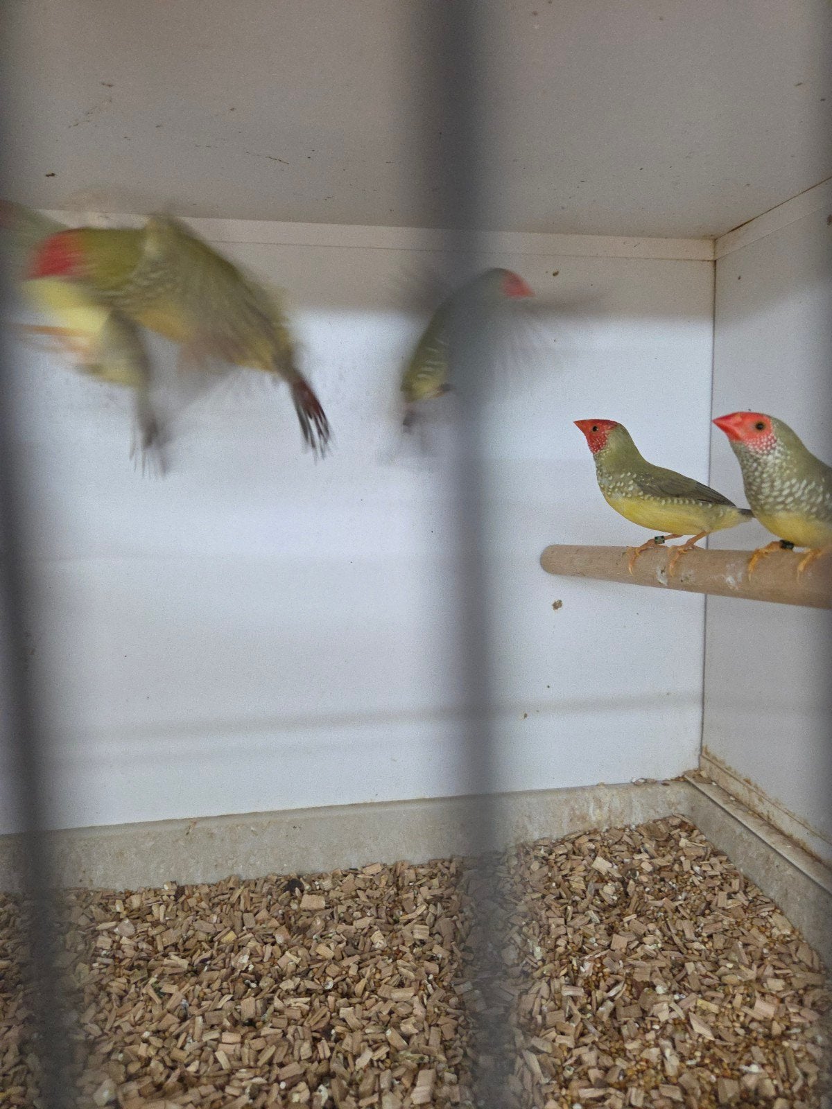 binzen, Meerdere dieren