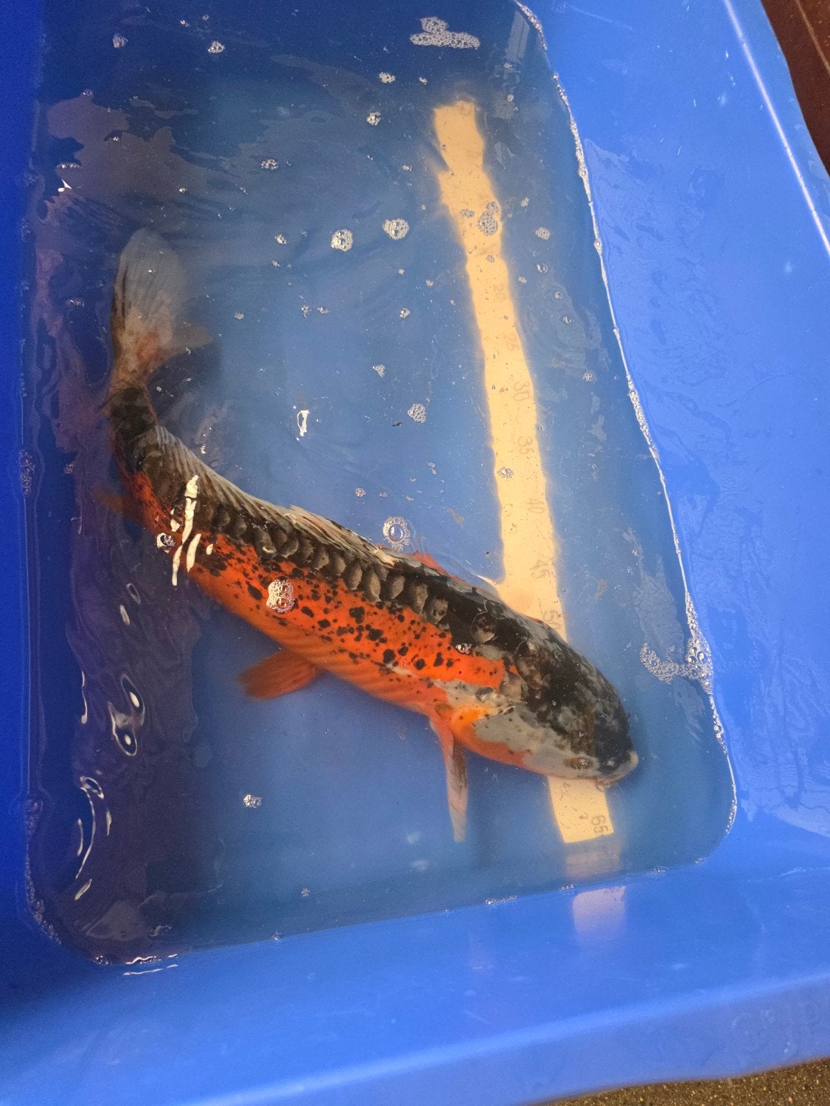 Shusui 55 cm, Kweker Miyatora, Dieren en Toebehoren, Karper of Koi