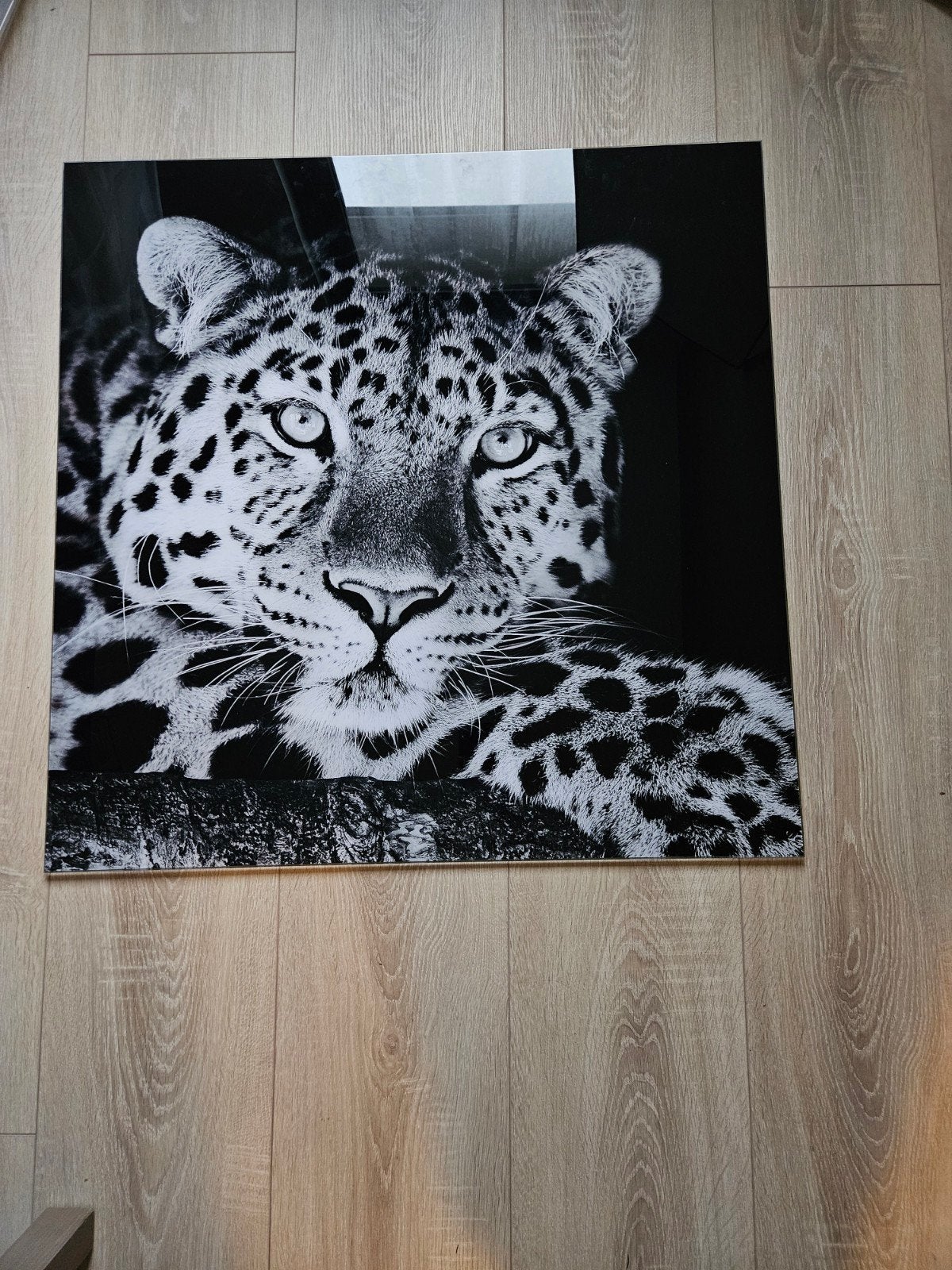 Prachtig Panter Schilderij op Glas - Zwart-Wit, Ophalen, 50 – 75, Gebruikt, Schilderij