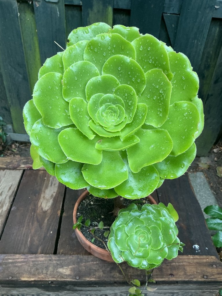 Aeonium, Volle zon, Vaste plant, Winter, Ophalen
