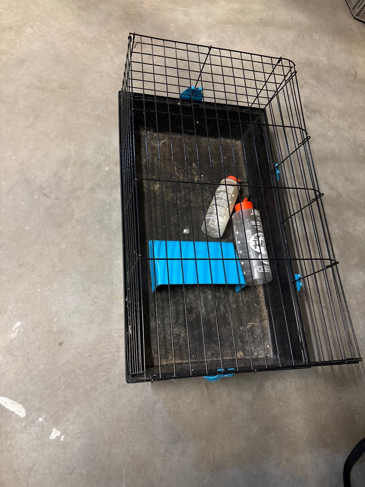 Cavia koi, Ophalen of Verzenden
