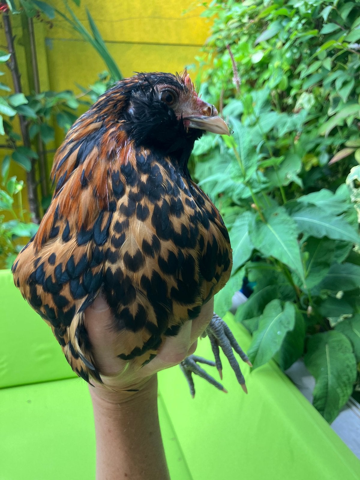 Hollandse Uilebaard krielhaan, Dieren en Toebehoren, Pluimvee, Mannelijk, Kip