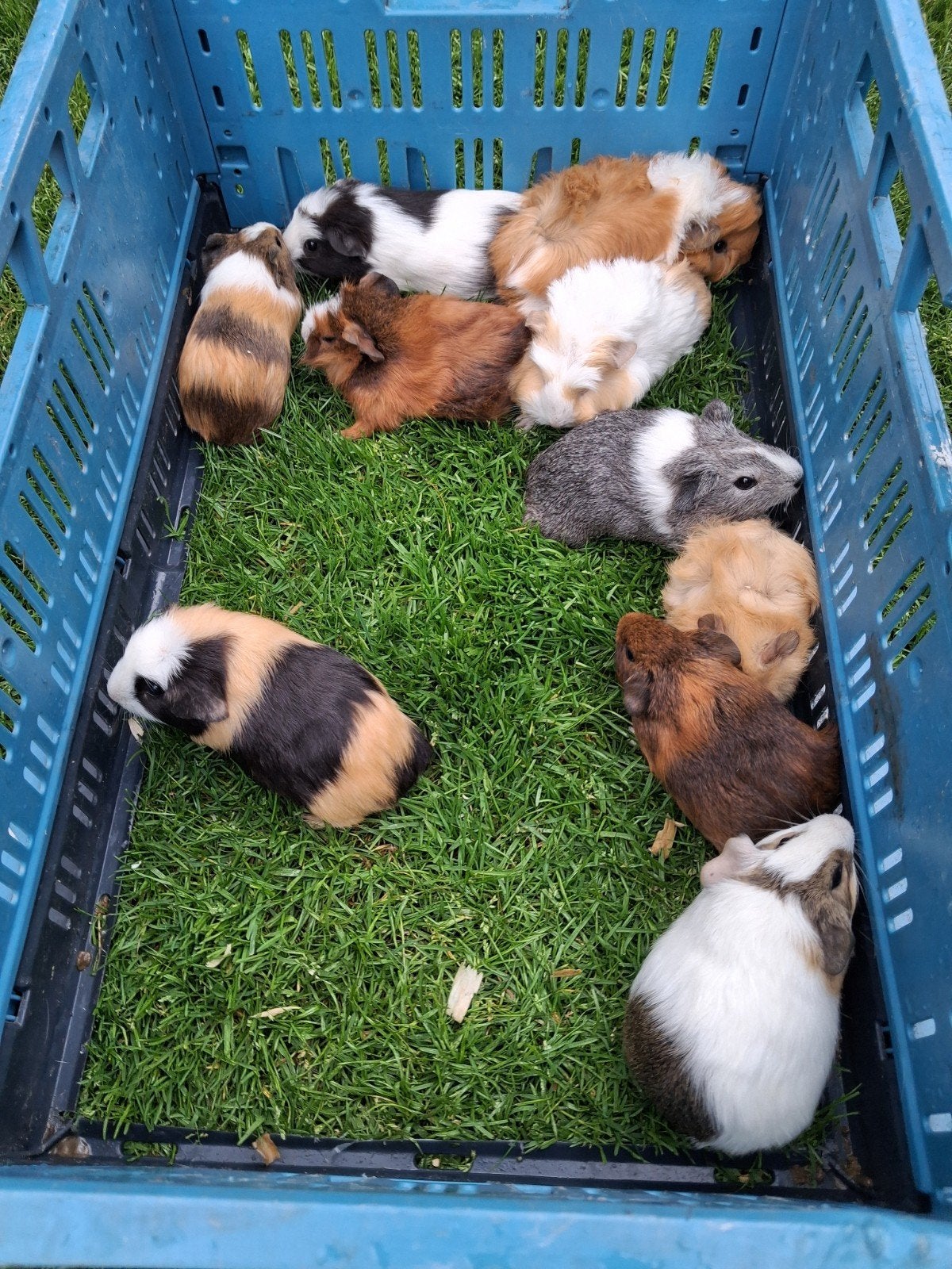 cavia's, Dieren en Toebehoren, Knaagdieren, Cavia, Augustus, Meerdere dieren, Tam