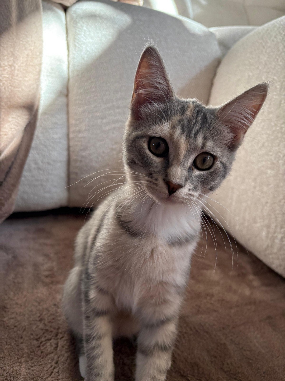Maine Coon kitten 15 weken oud, Poes, Gechipt, 0 tot 2 jaar