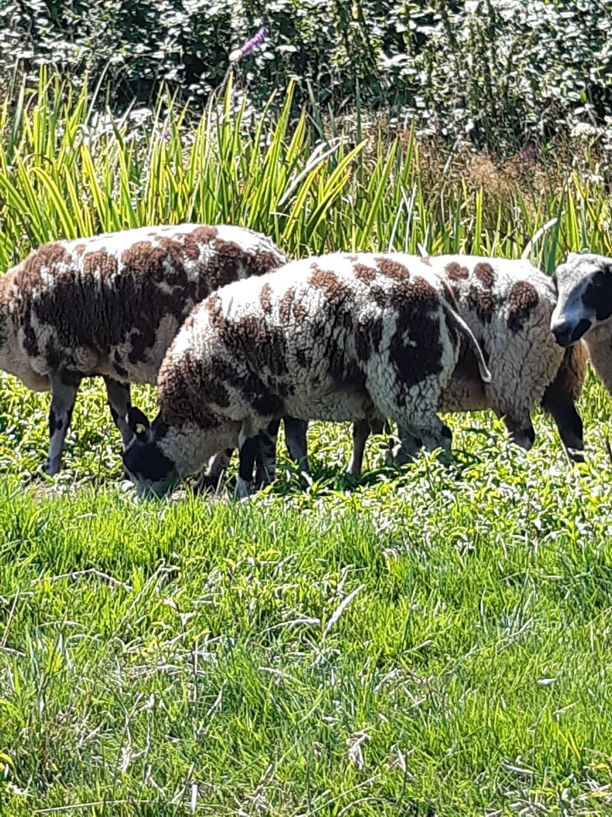Mooie bonte jonge ooien, Dieren en Toebehoren, Vrouwelijk, Schaap, 0 tot 2 jaar