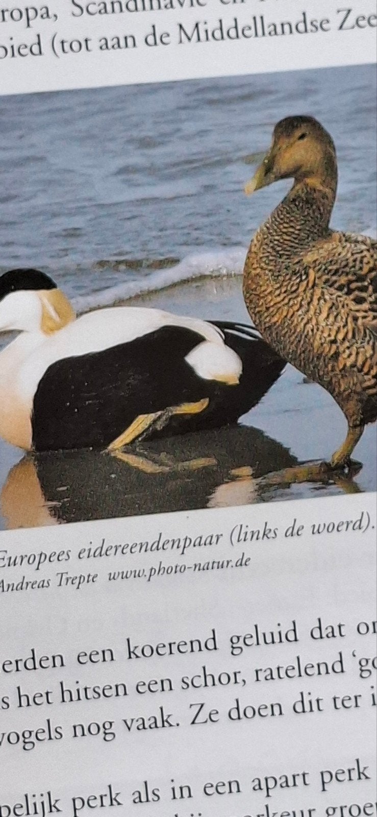eider eenden tekoop, Dieren en Toebehoren, Pluimvee