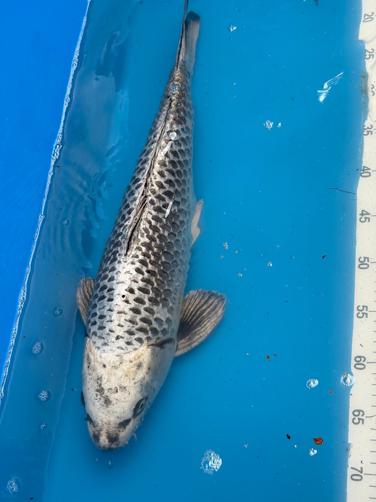 50 cm koi, Dieren en Toebehoren, Vissen | Vijvervissen, Karper of Koi
