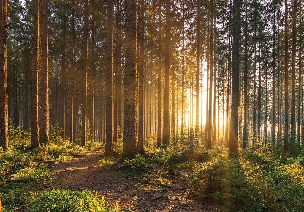 Bos fotobehang Sunrise, romantisch behang, Fotobehang4you, Verzenden