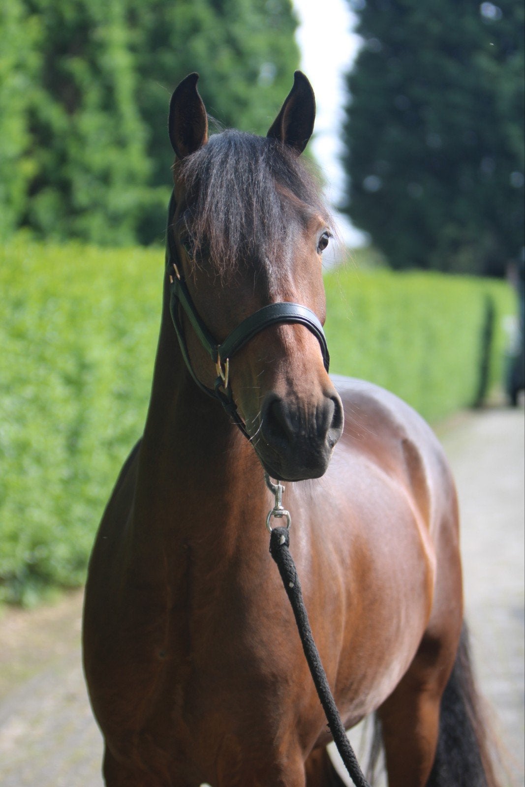 Knappe New forest ruin.!, Dieren en Toebehoren, Pony's, Ruin, Onbeleerd, Met stamboom, 3 tot 6 jaar