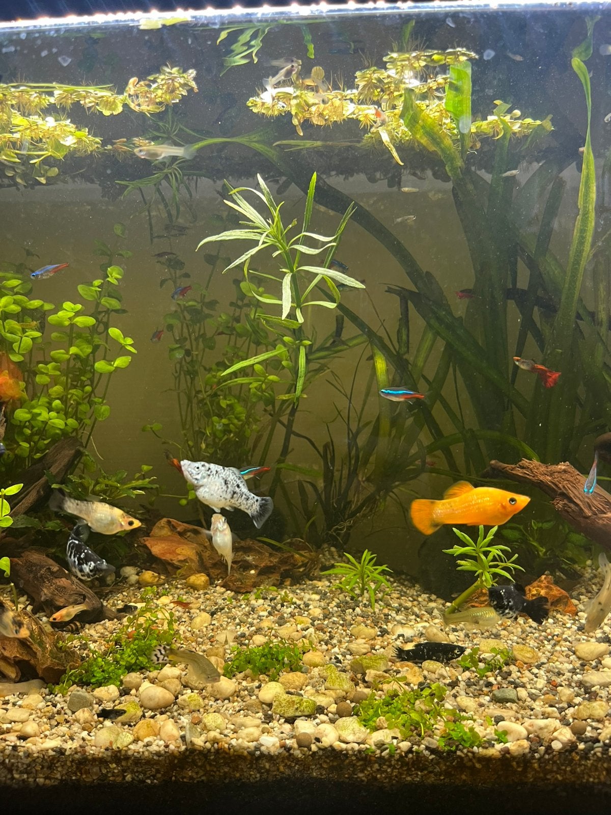 Gratis kleine en grote Molly’s en Guppy’s, Dieren en Toebehoren, Vissen | Aquariumvissen, Vis
