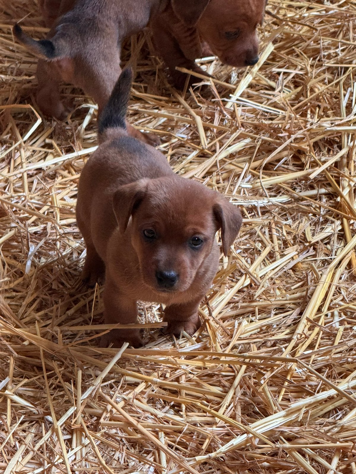 🩷🩵🩷Prachtig nestje jack/teck pups🩷🩵🩷, Dieren en Toebehoren, Jack Russell Terriër, CDV (hondenziekte), 8 tot 15 weken, Meerdere