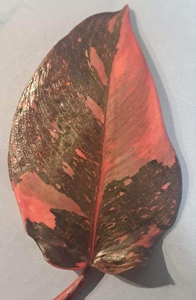 Philodendron Pink Marble, Huis en Inrichting, Kamerplanten, Ophalen of Verzenden, Halfschaduw, Minder dan 100 cm