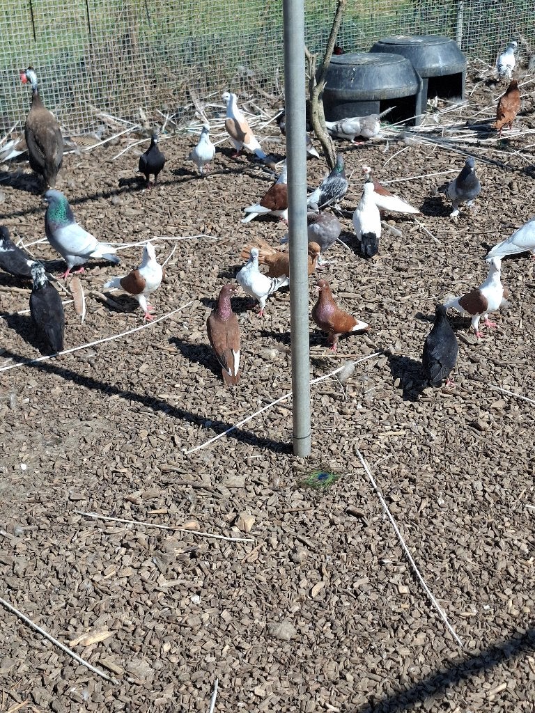 Keuze uit wel 100 sierduiven, Dieren en Toebehoren, Vogels | Duiven, Meerdere dieren, Overige soorten