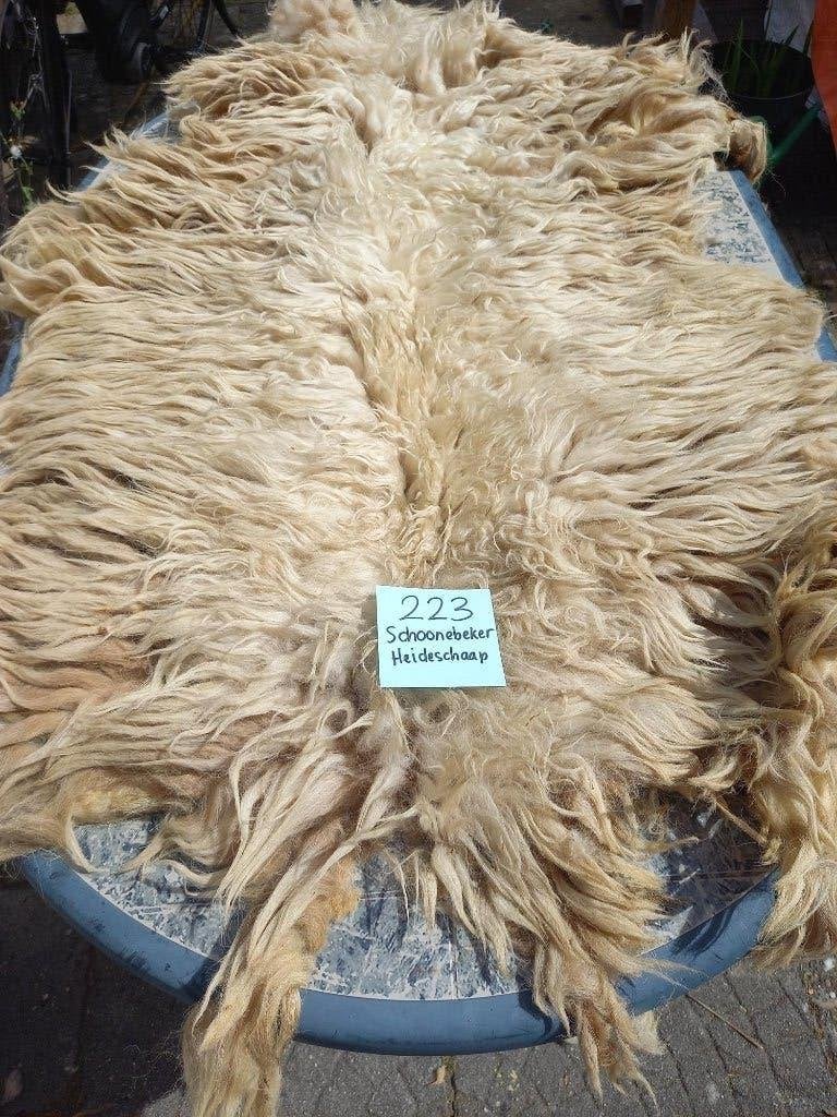 nr 233 Geschoren vacht van een Drents Heideschaap., Ophalen of Verzenden, Nieuw