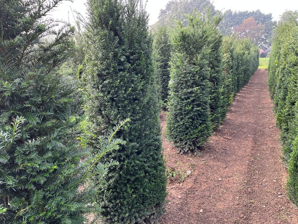 Taxus haagplanten tot 2,5m hoog, Ophalen, Taxus, Struik, 100 tot 250 cm